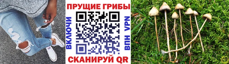 Псилоцибиновые грибы ЛСД  Купить закладки  Волгореченск 